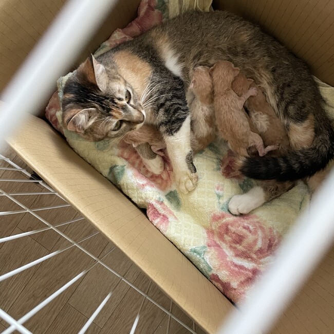メロロン★のカバー写真