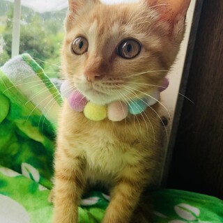 ⑦きなこ　2か月　珍しい茶トラ雌　びびり