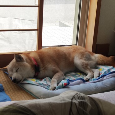 えさママ｡ﾟ(ﾟ´Д｀ﾟ)ﾟ｡チャムちゃんが大変なときに大雨☂まで…。大丈夫？
