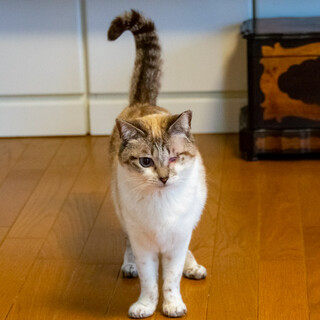 あざらしのベビちゃん♡シャムMix2歳