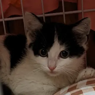 天使の羽根を持つ生後3ヶ月のふわふわ美少女♡