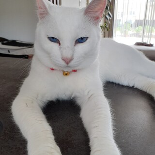 瞳が青い「チロちゃん」ずっとのおうち募集中です。