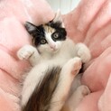 7/9『Terra里親会猫部in銀座』に参加❣️