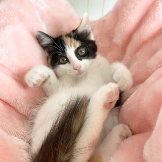 7/9『Terra里親会猫部in銀座』に参加❣️