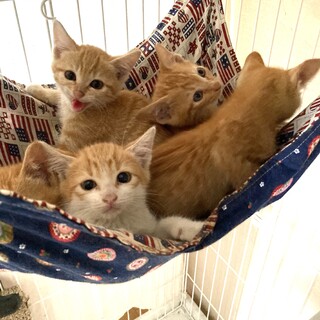 可愛い盛り！茶トラ茶白兄妹！