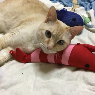 ミグちゃん、チャムちゃん、みんながついてるよ！ダイジョウブ！！！！！！