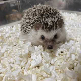 ハリネズミ꙳★*ﾟアズキとチノ꙳★*ﾟ