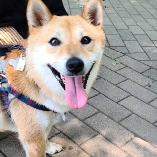 アイコンタクトが取れる　こーちゃん