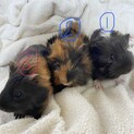 生後3週目の赤ちゃん兄妹