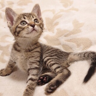 【9/11譲渡会】のんびりやのわかなちゃん