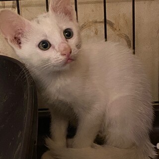 4月21日生まれの白の女の子