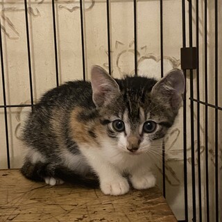 4月21日生まれの三毛猫の女の子