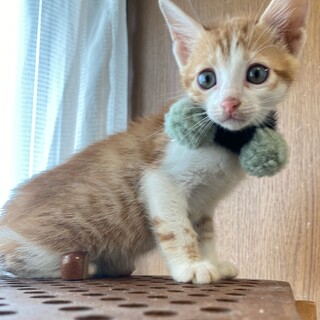 4月21日生まれの茶白の男の子