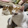 くろふ