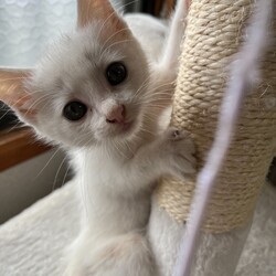 第167回　にゃん☆ぴーす猫譲渡会