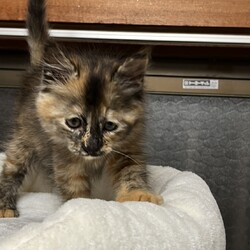 第167回　にゃん☆ぴーす猫譲渡会 サムネイル2