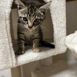 第167回　にゃん☆ぴーす猫譲渡会 サムネイル3