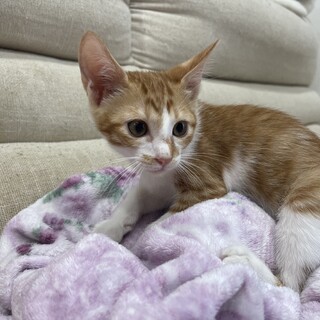 かわいい茶トラと茶白の兄弟です⭐︎