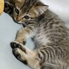 人慣れ抜群猫くん！ サムネイル2