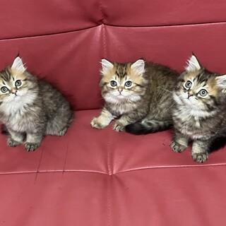 現在募集中　女の子　子猫