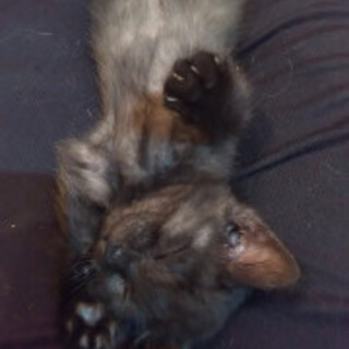 物怖じしない甘えん坊のちいくろちゃん