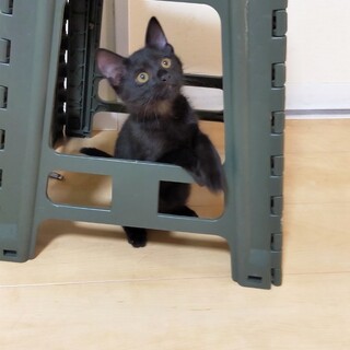 クロアちゃん^_^緊急里親募集中！