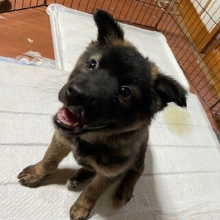 只今交渉中のＭＩＸ♂生後2か月半てつ