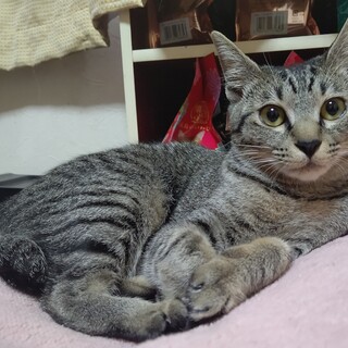 甘えん坊　労ちゃんの里親さん募集