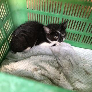 かわいい雌の子猫