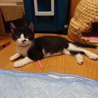 甘え上手な黒白の男の子♂左鼻ほくろ