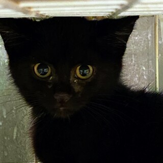 真っ黒で目がくりんとした男の子