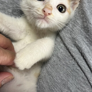 きれいな三毛のおりひめちゃん♡