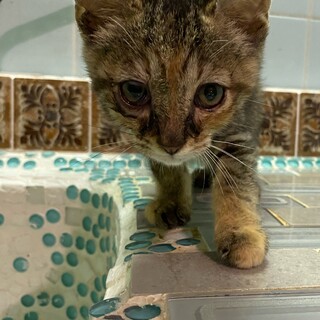 小さなキジトラの女の子