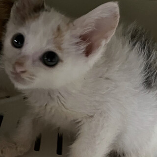 美人な色白三毛ちゃん♡あかつきちゃん