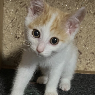 おめめクリックリ☆きれいなお顔のパワーくん