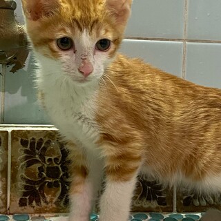 茶トラの男の子