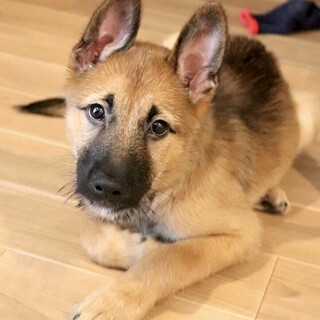 人も犬も大好き！大きなお耳の元気なポム