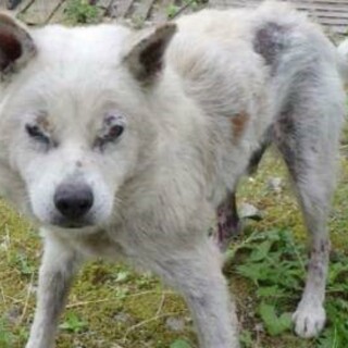 12キロの赤い首輪の男の子の家族になってください