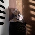 急募です！！子猫ちゃん1匹！