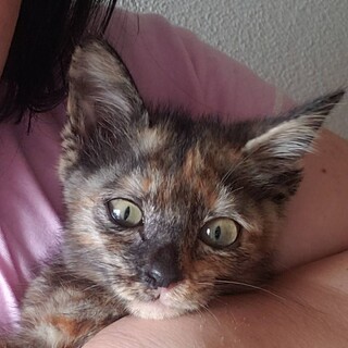 1歳8ヶ月　サビ猫　好奇心旺盛　よゐこすみれちゃん