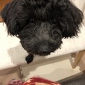 ポメプー3歳ブラックオス