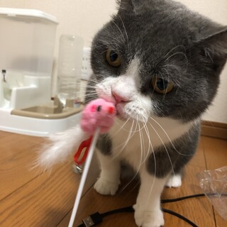 ブリティッシュ♂3歳