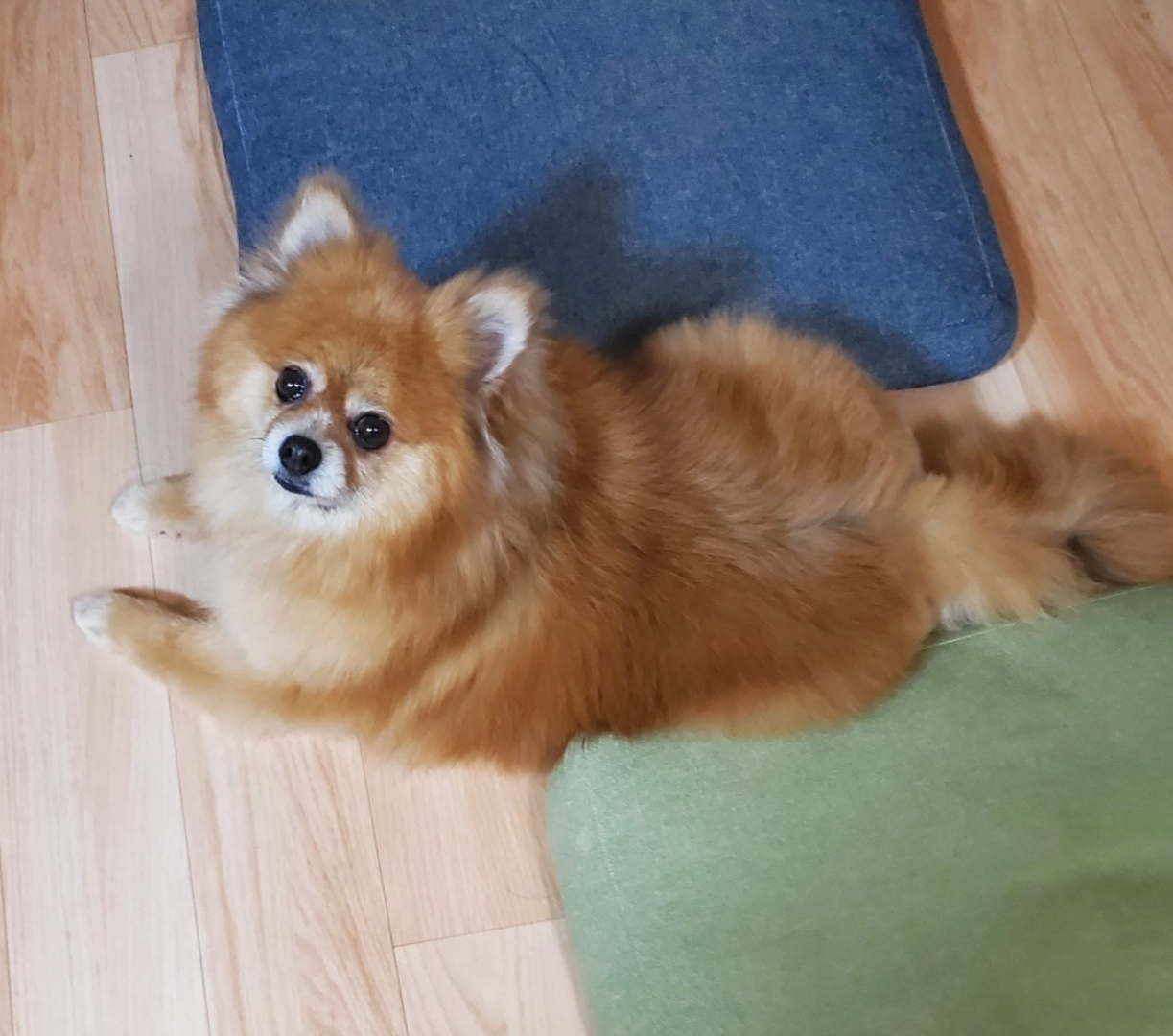 ポメラニアン ８歳 ロー 大阪府 犬の里親募集 ペットのおうち 月間利用者150万人