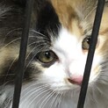 3ヶ月半☆長毛ゴージャスな三毛猫女の子