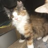 3ヶ月半☆長毛ゴージャスな三毛猫女の子 サムネイル4