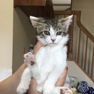 キジ白男の子　里親さん決定!!