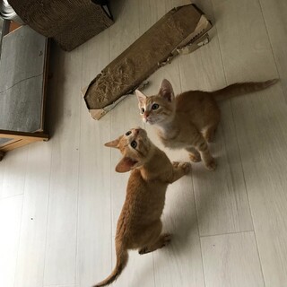 元気な茶トラの兄弟です(^^)