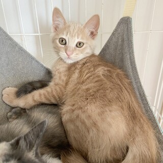 7/9『Terra里親会in銀座』