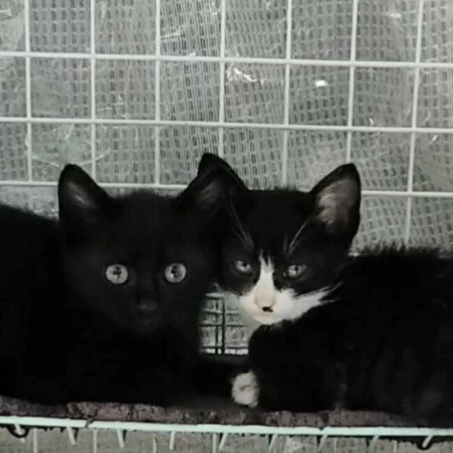 ニコ・ロビンのカバー写真