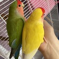 ペアの小桜インコです。